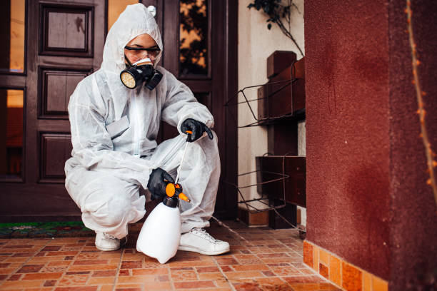 Reliable Wasp Removal contractor in Hartford, CT by Show Me Pest Control